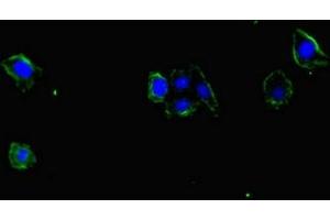 Immunofluorescent analysis of HepG2 cells using ABIN7169848 at dilution of 1:100 and Alexa Fluor 488-congugated AffiniPure Goat Anti-Rabbit IgG(H+L)