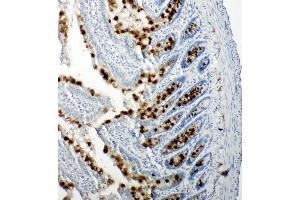 Anti-p107 antibody, IHC(P) IHC(P): Rat Intestine Tissue (p107 Antikörper  (C-Term))