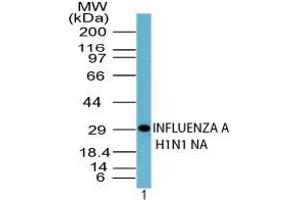 Image no. 1 for anti-Influenza A Virus H1N1 antibody (Influenza Virus) (AA 35-48) (ABIN960233) (Influenza A Virus H1N1 Antikörper (Influenza Virus) (AA 35-48))