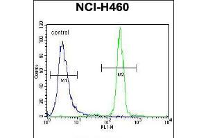 Flow cytometric analysis of NCI-H460 cells (right histogram) compared to a negative control cell (left histogram). (XYLT1 Antikörper  (N-Term))