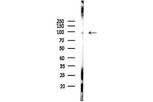 Western blot analysis of lysates from Mouse lung, using TGS1 Antibody at 1/1000 dilution.