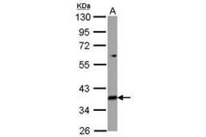 Image no. 1 for anti-Mitochondrial Ribosomal Protein L39 (MRPL39) (AA 1-208) antibody (ABIN1499561) (MRPL39 Antikörper  (AA 1-208))