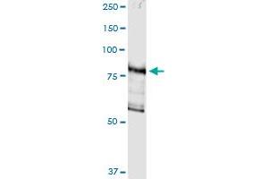 Immunoprecipitation of DGKG transfected lysate using anti-DGKG MaxPab rabbit polyclonal antibody and Protein A Magnetic Bead , and immunoblotted with DGKG purified MaxPab mouse polyclonal antibody (B01P) . (DGKG Antikörper  (AA 1-766))