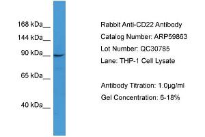 WB Suggested Anti-CD22  Antibody Titration: 0. (CD22 Antikörper  (N-Term))