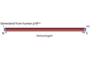 Image no. 3 for anti-S-Phase Kinase-Associated Protein 1 (SKP1) (AA 4-158) antibody (ABIN968019) (SKP1 Antikörper  (AA 4-158))