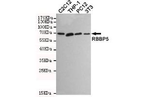 Western blot detection of RBBP5 in C2C12,THP-1,PC12 and 3T3 cell lysates using RBBP5 mouse mAb (1:1000 diluted). (RBBP5 Antikörper)