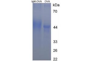 Image no. 1 for IgM peptide (Ovalbumin) (ABIN5666233) (IgM peptide (Ovalbumin))