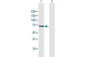 Western Blot analysis of KLHL20 expression in transfected 293T cell line by KLHL20 MaxPab polyclonal antibody.