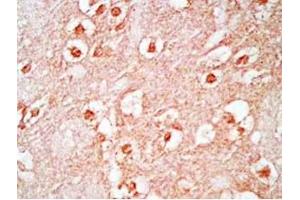 Mouse brain tissue was stained by Rabbit Anti-Neuropeptide S, Prepro (23-67)  (Mouse) Antibody (NPS Antikörper  (Preproprotein))