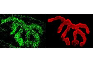 Immunohistochemistry analysis using Rabbit Anti-Piccolo Polyclonal Antibody . (Piccolo Antikörper  (Atto 488))