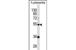 TEKT3 Antibody (N-term) (ABIN1881875 and ABIN2838434) western blot analysis in human placenta tissue lysates (35 μg/lane). (Tektin 3 Antikörper  (N-Term))