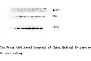 Western Blot (WB) analysis: Please contact us for more details.