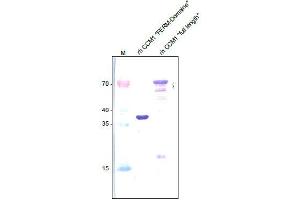 Western analysis of recombinant Human CCM-1 (FERM domain) and recombinant Human full length CCM-1 using a Rabbit polyclonal anti-Human CCM-1 antibody Cat.
