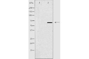 Western blot analysis of extracts from 293 cells, using APPBP2 antibody. (APPBP2 Antikörper  (Internal Region))