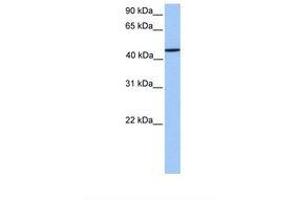 Image no. 1 for anti-Zinc Finger Protein 680 (ZNF680) (AA 144-193) antibody (ABIN6739472) (ZNF680 Antikörper  (AA 144-193))