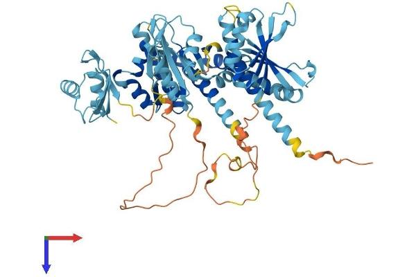 IGF2BP3 Protein (AA 1-579) (His tag)