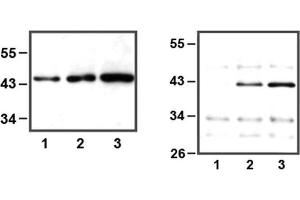 LEFT: 1:1,000 (1μg/mL) Ab dilution used in WB of HEK293 cell lysate, 5μg (1), 10μg (2), and 30μg (3) of cell lysate used, RIGHT: IP of anti-ERK1 (1μL) using HeLa cell lysate, 10μg (1), 25μg (2), and 50μg (3) of cell lysate used (ERK1 Antikörper)