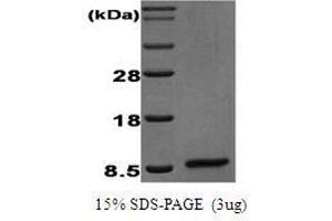 Figure annotation denotes ug of protein loaded and % gel used. (EGF Protein)