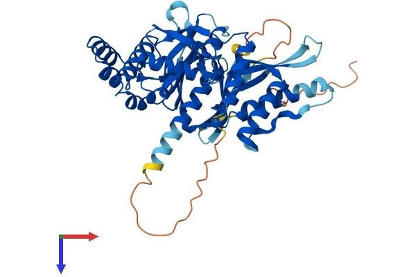 SNX31 Protein (AA 1-440) (His tag)