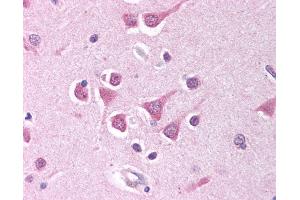 Anti-PPP4C antibody IHC of human brain, cortex. (PPP4C Antikörper  (AA 294-307))