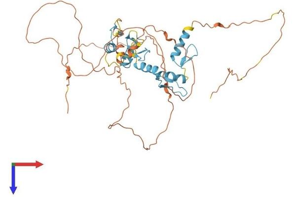 ZIC1 Protein (AA 1-447) (His tag)
