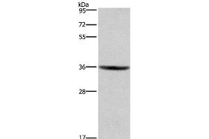 Western Blot analysis of HT-29 cell using GPR171 Polyclonal Antibody at dilution of 1:400 (GPR171 Antikörper)