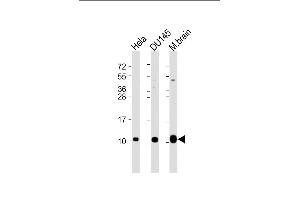 All lanes : Anti-GNG12 Antibody (C-Term) at 1:2000 dilution Lane 1: Hela whole cell lysate Lane 2: D whole cell lysate Lane 3: mouse brain lysate Lysates/proteins at 20 μg per lane. (GNG12 Antikörper  (AA 37-68))