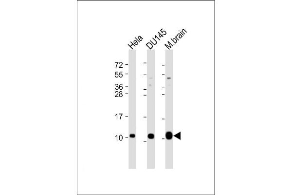 GNG12 抗体  (AA 37-68)