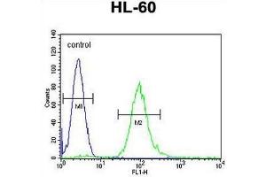 METTL10 Antibody (N-term) flow cytometric analysis of HL-60 cells (right histogram) compared to a negative control cell (left histogram). (METTL10 Antikörper  (N-Term))