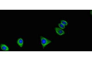 Immunofluorescent analysis of HepG2 cells using ABIN7175033 at dilution of 1:100 and Alexa Fluor 488-congugated AffiniPure Goat Anti-Rabbit IgG(H+L) (C16orf62 Antikörper  (AA 6-205))