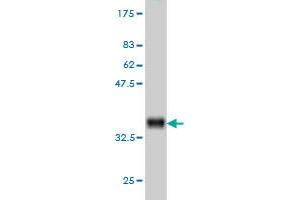 Western Blotting (WB) image for anti-Calpain, Small Subunit 1 (CAPNS1) (AA 172-260) antibody (ABIN560162)