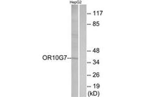 Western blot analysis of extracts from HepG2 cells, using OR10G7 Antibody.