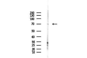 Western blot analysis of lysates from HepG2 cells(LPS,4h treatment), using  Antibody at 1/1000 dilution.