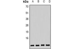 Western blot analysis of COX6B1 expression in MCF7 (A), HepG2 (B), mouse brain (C), mouse liver (D) whole cell lysates. (COX6B1 Antikörper)