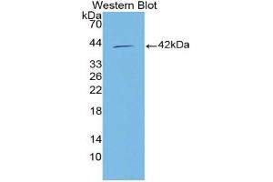 Western blot analysis of the recombinant protein. (NMES1 Antikörper  (AA 1-83))