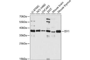 Western blot analysis of extracts of various cell lines, using ISY1 antibody  at 1:3000 dilution. (ISY1 Antikörper  (AA 1-307))