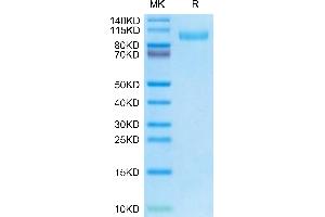Mouse EGFR on Tris-Bis PAGE under reduced condition. (EGFR Protein (AA 25-647) (His tag))