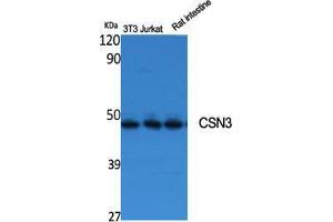 Western Blotting (WB) image for anti-Casein kappa (CSN3) (Internal Region) antibody (ABIN3174583) (CSN3 Antikörper  (Internal Region))