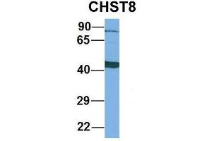 Host:  Rabbit  Target Name:  CHST8  Sample Type:  Human Fetal Liver  Antibody Dilution:  1.