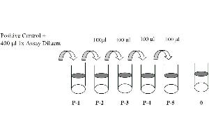 STAT3 ELISA Kit