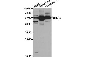 Western blot analysis of extracts of various cell lines, using HTR3A antibody (ABIN5973293) at 1/1000 dilution. (Serotonin Receptor 3A Antikörper)