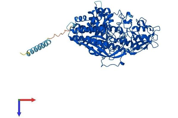 NAALADL1 Protein (AA 1-740) (His tag)