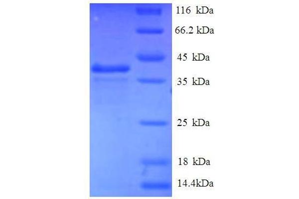 EIF1 Protein (AA 1-113, full length) (GST tag)