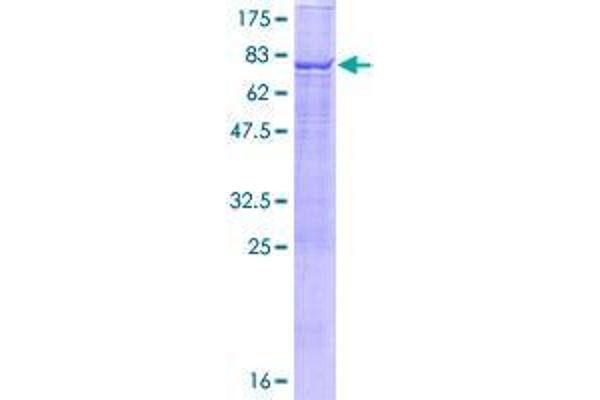 TBC1D2 Protein (AA 1-502) (GST tag)