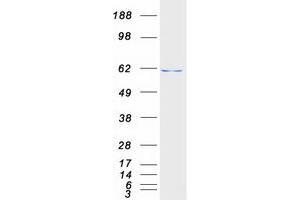 Validation with Western Blot (POLR3C Protein (Myc-DYKDDDDK Tag))