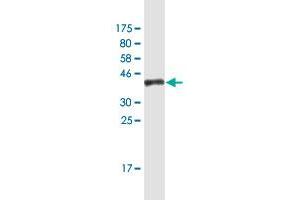 Western Blot detection against Immunogen (36. (PTPN12 Antikörper  (AA 682-779))