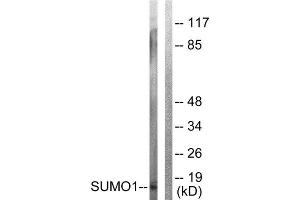 Western Blotting (WB) image for anti-Small Ubiquitin Related Modifier Protein 1 (SUMO1) (N-Term) antibody (ABIN1848853) (SUMO1 Antikörper  (N-Term))