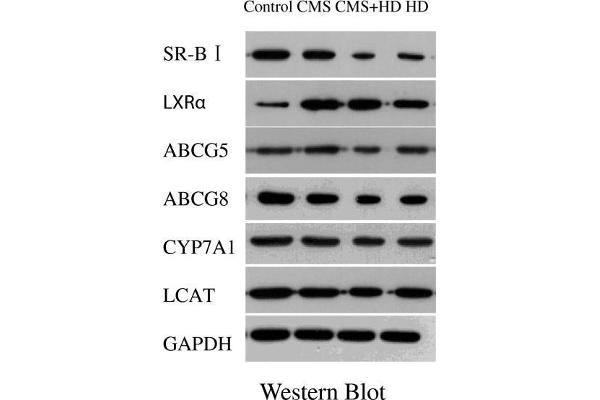 ABCG5 antibody  (AA 251-350)