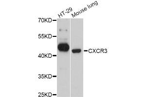 Western blot analysis of extracts of various cell lines, using CXCR3 Antibody (ABIN4903411) at 1:3000 dilution. (CXCR3 Antikörper)
