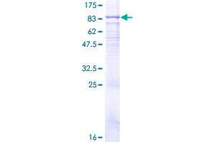 TLR4 Protein (AA 1-639) (GST tag)